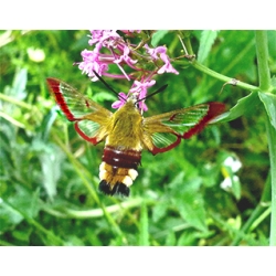 Broad-bordered Bee Hawk Hemaris fuciformis pupae 